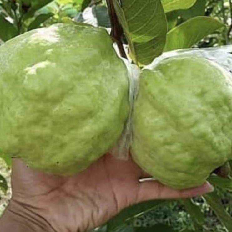 Thai Kilo White Guava Tree – Air Layered – 2-3ft – 3Gallon – Large Tropical Guav