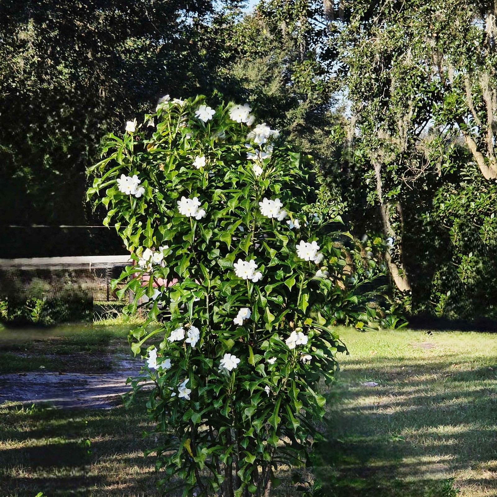 Plumeria Frangipani ‘Bridal Veil’ – Live Plant – White Yellow Bloom – 8-10″ Tall