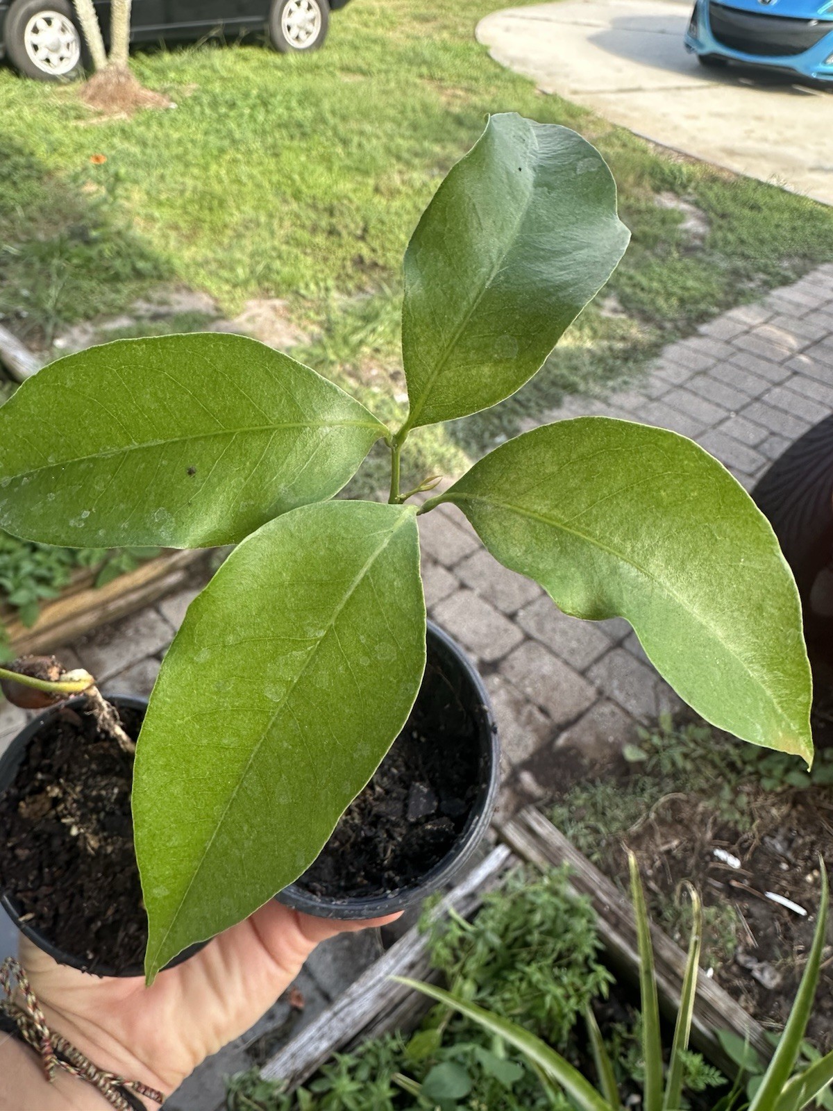 Live Lychee Tree Seedling 4–8 Inch Tropical Fruit Plant Litchi chinensis