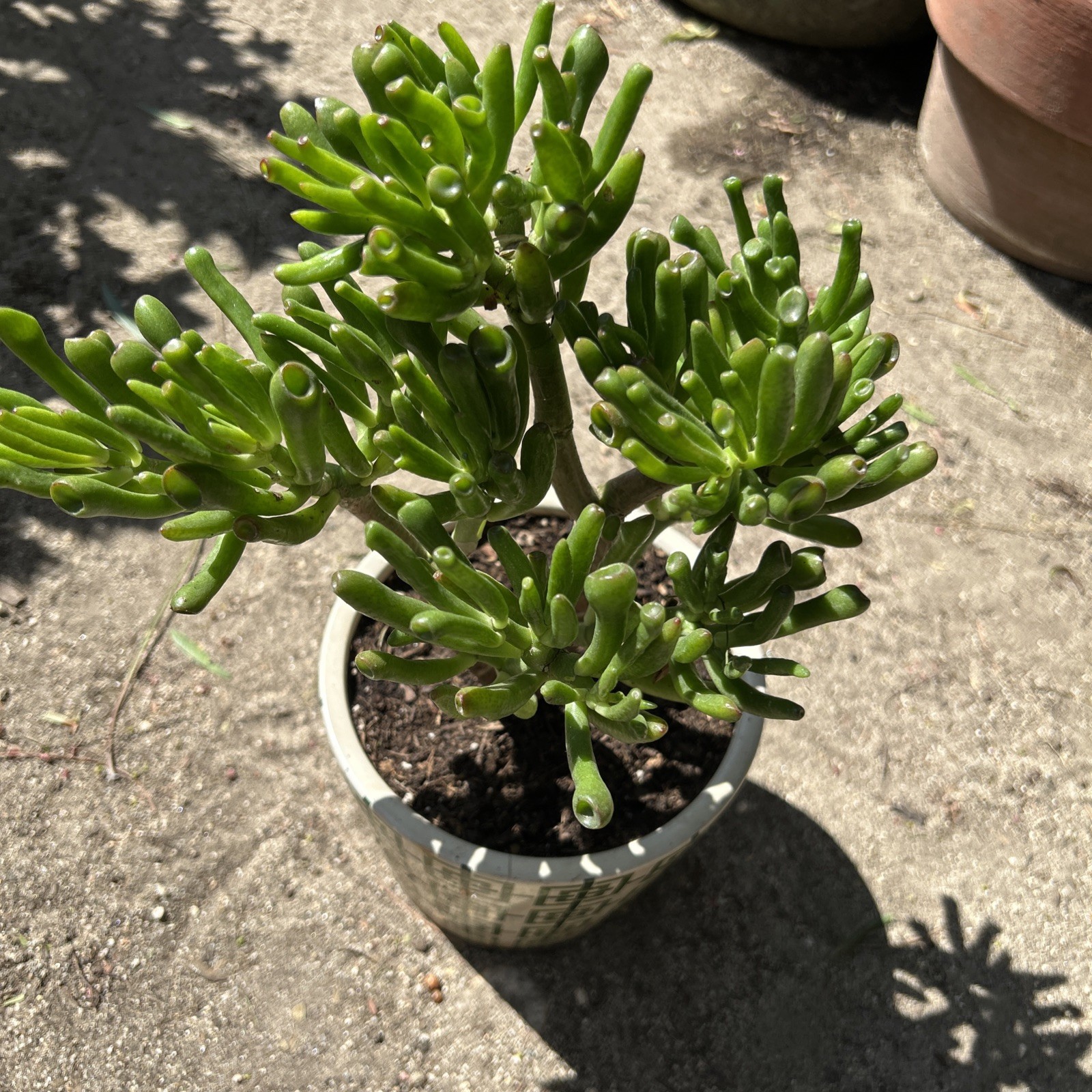 Hobbit Jade plant Crassula Ovata Gollum Jade plant 7” To 8” Tall