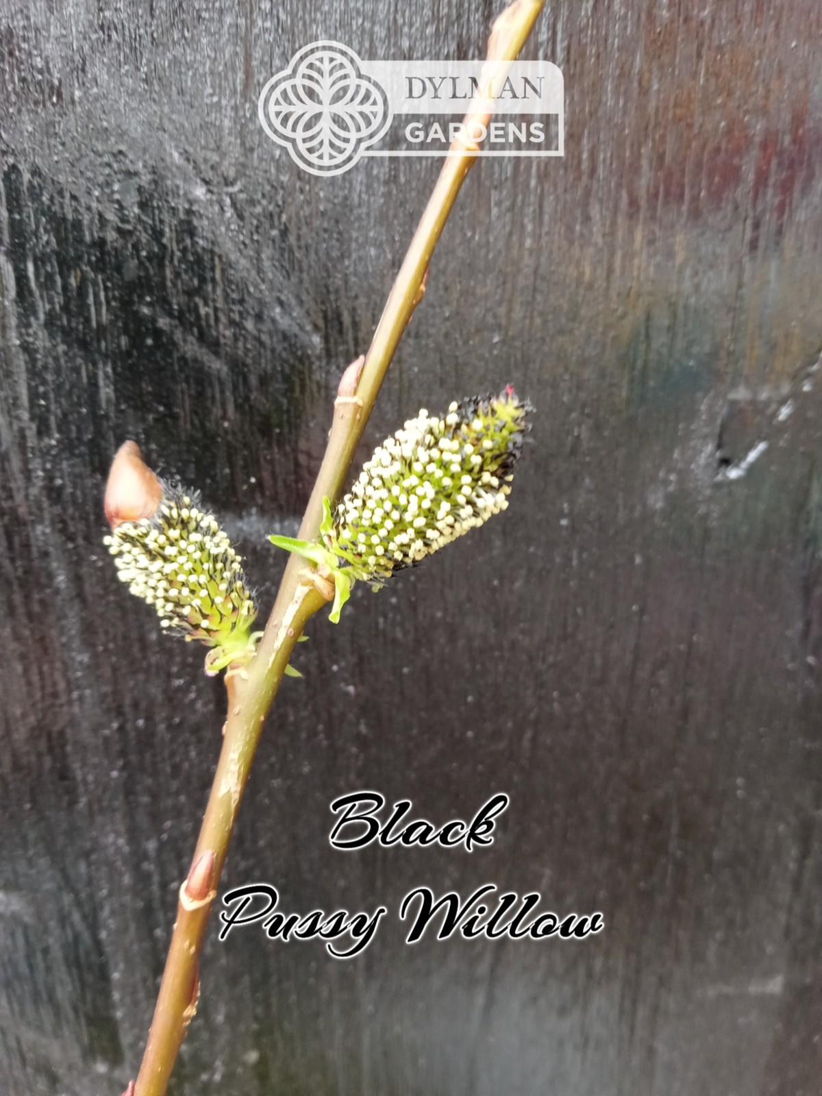 Black Pussy Willow (Salix gracilistyla ‘Melanostachys’) Rose-gold Multiple Sizes