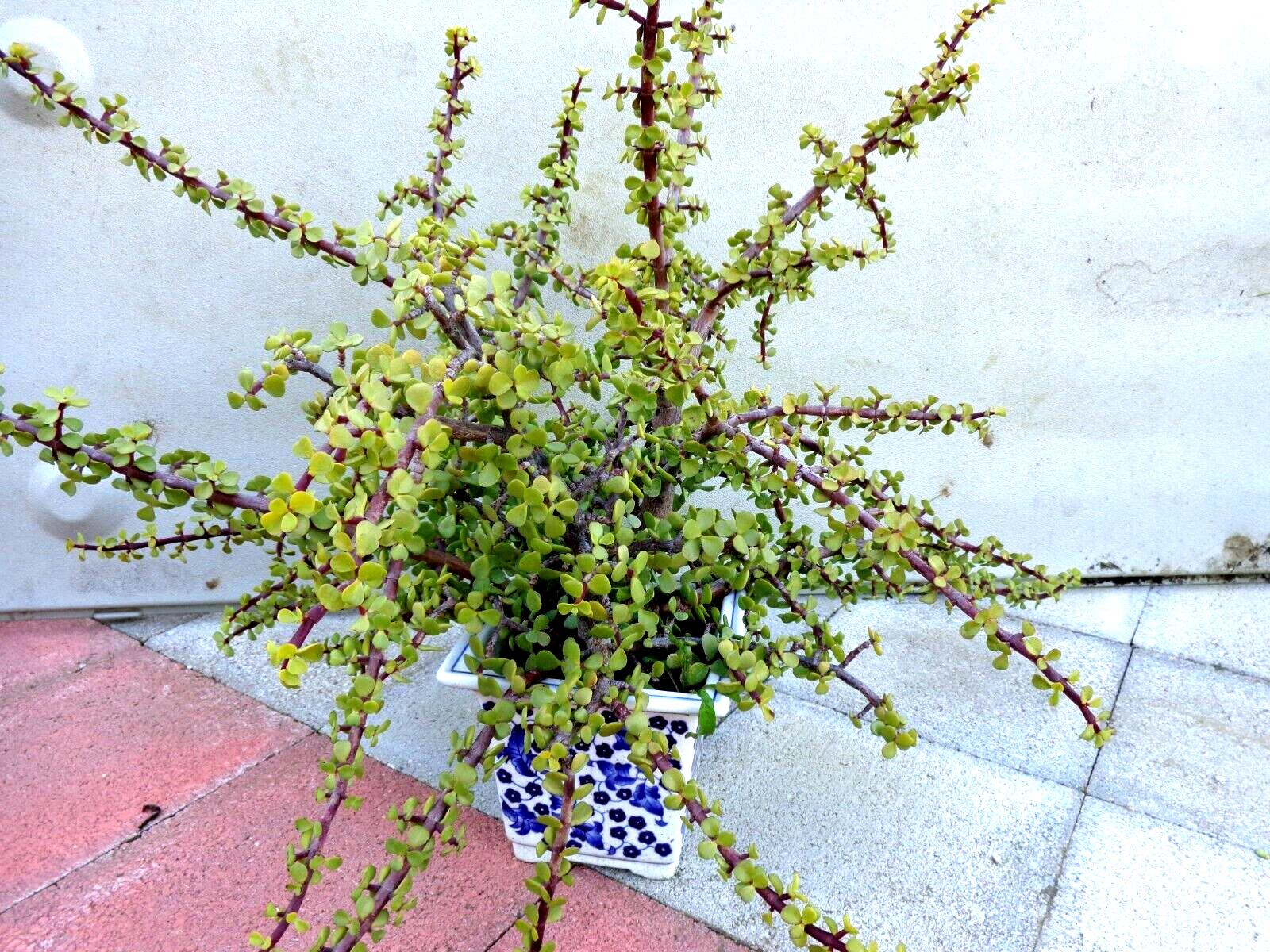 10 cuttings Green/Red stem elephant jade PORTUCALARIA AFFRA bonsai plant