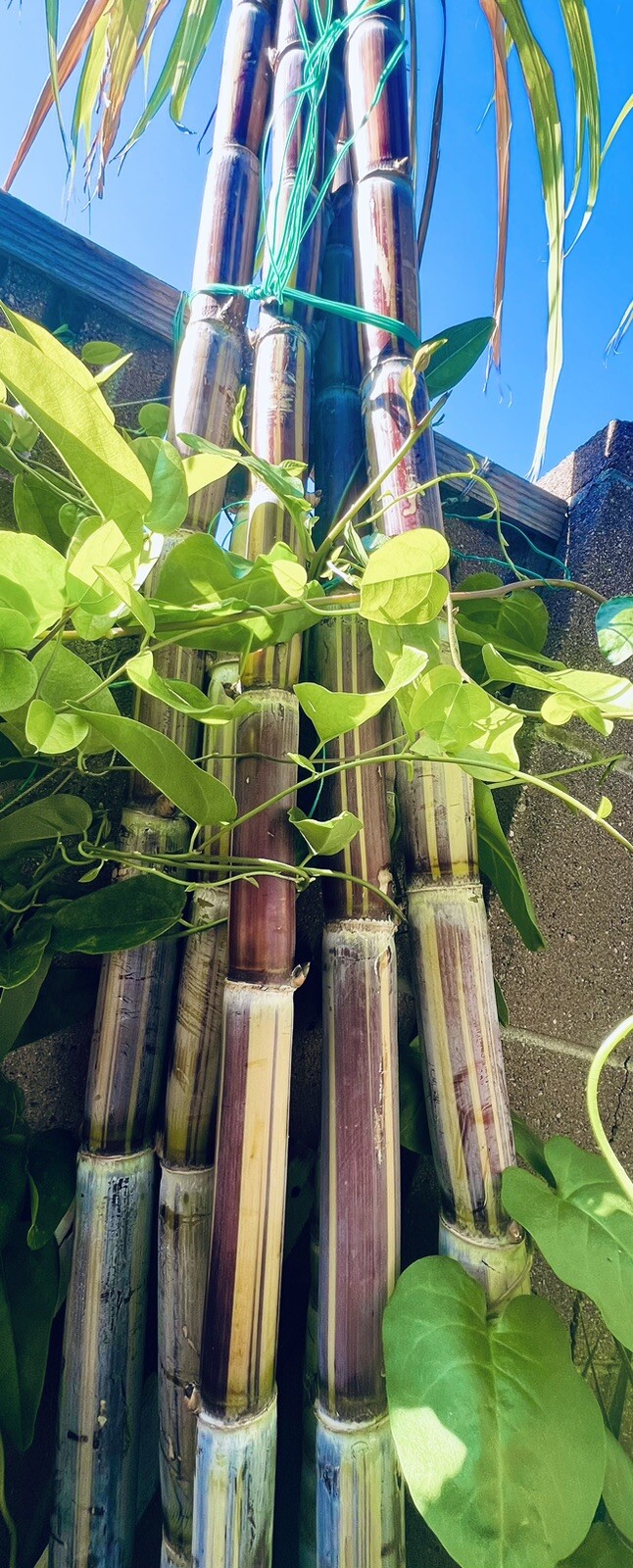 Rare Jamaican Variegated Sugarcane Striped Sugar Cane 1 Cutting With 2 Node