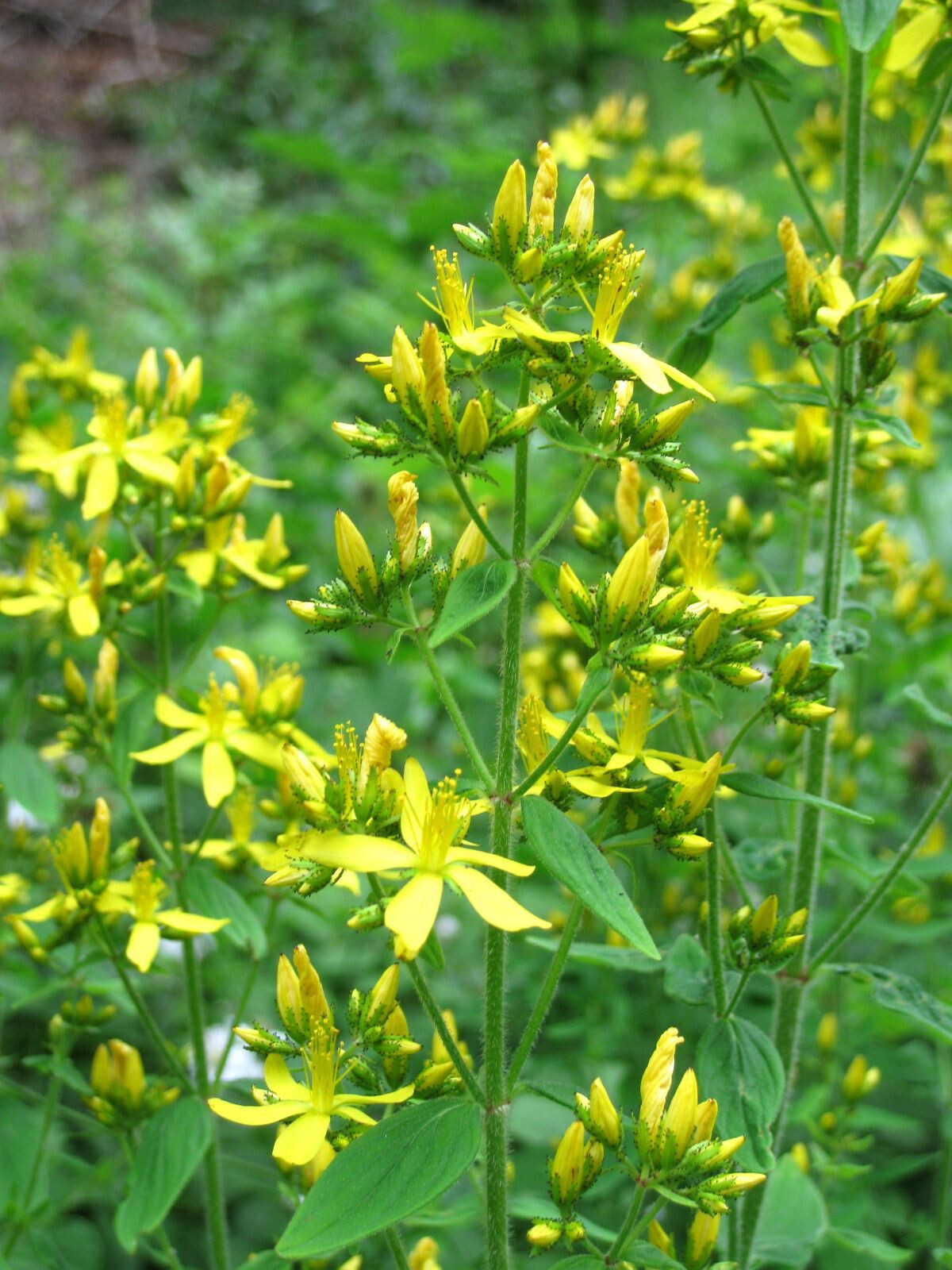 St John’s-wort Hyperion 15 Plants in 3-1/2 inch Pots