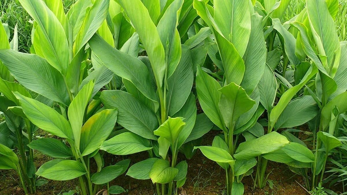 Yellow Turmeric Ginger (Curcuma longa) – Live Plant – FREE SHIPPING