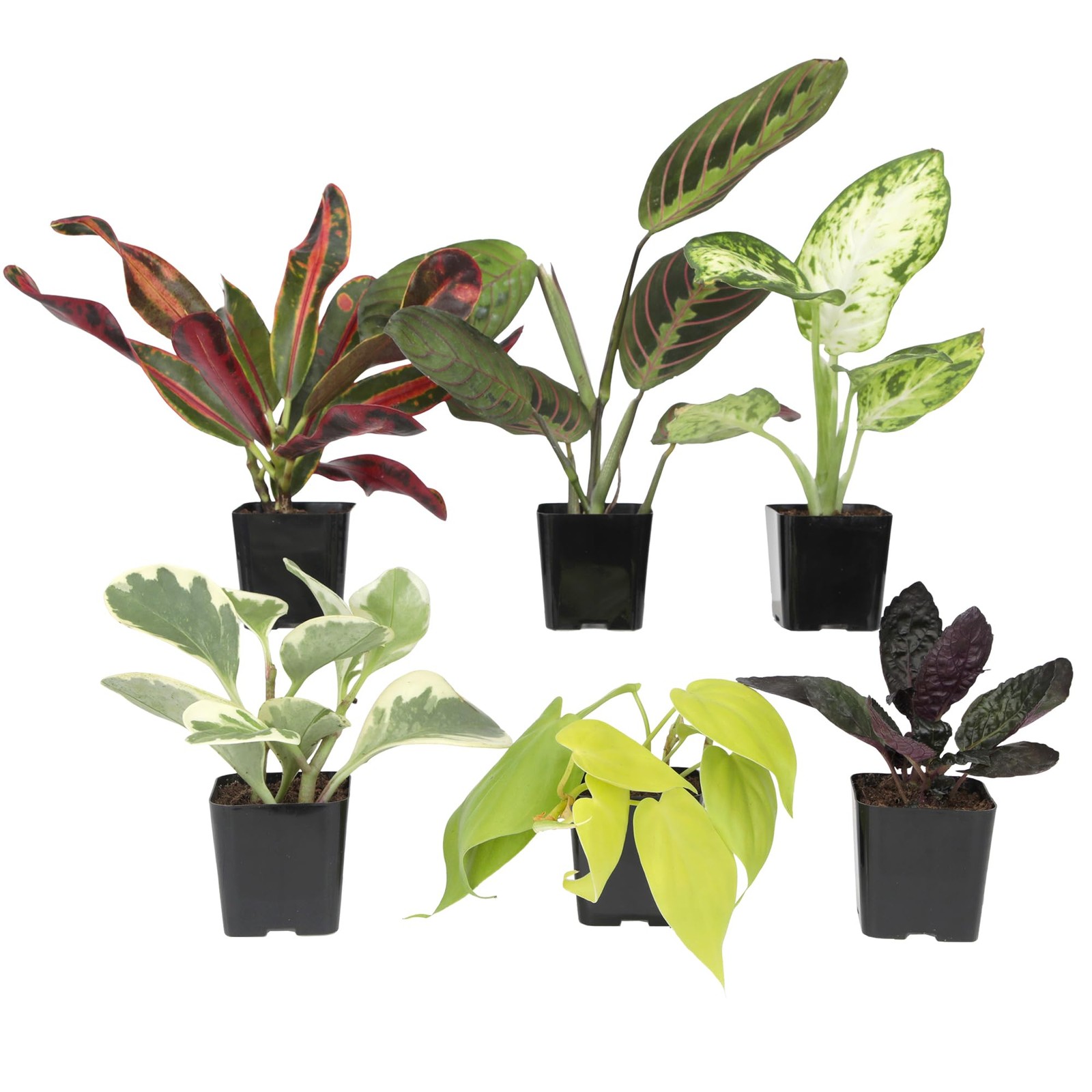Easy to Grow Houseplants (Pack of 6), Live House Plants Pack 6, Multicolor