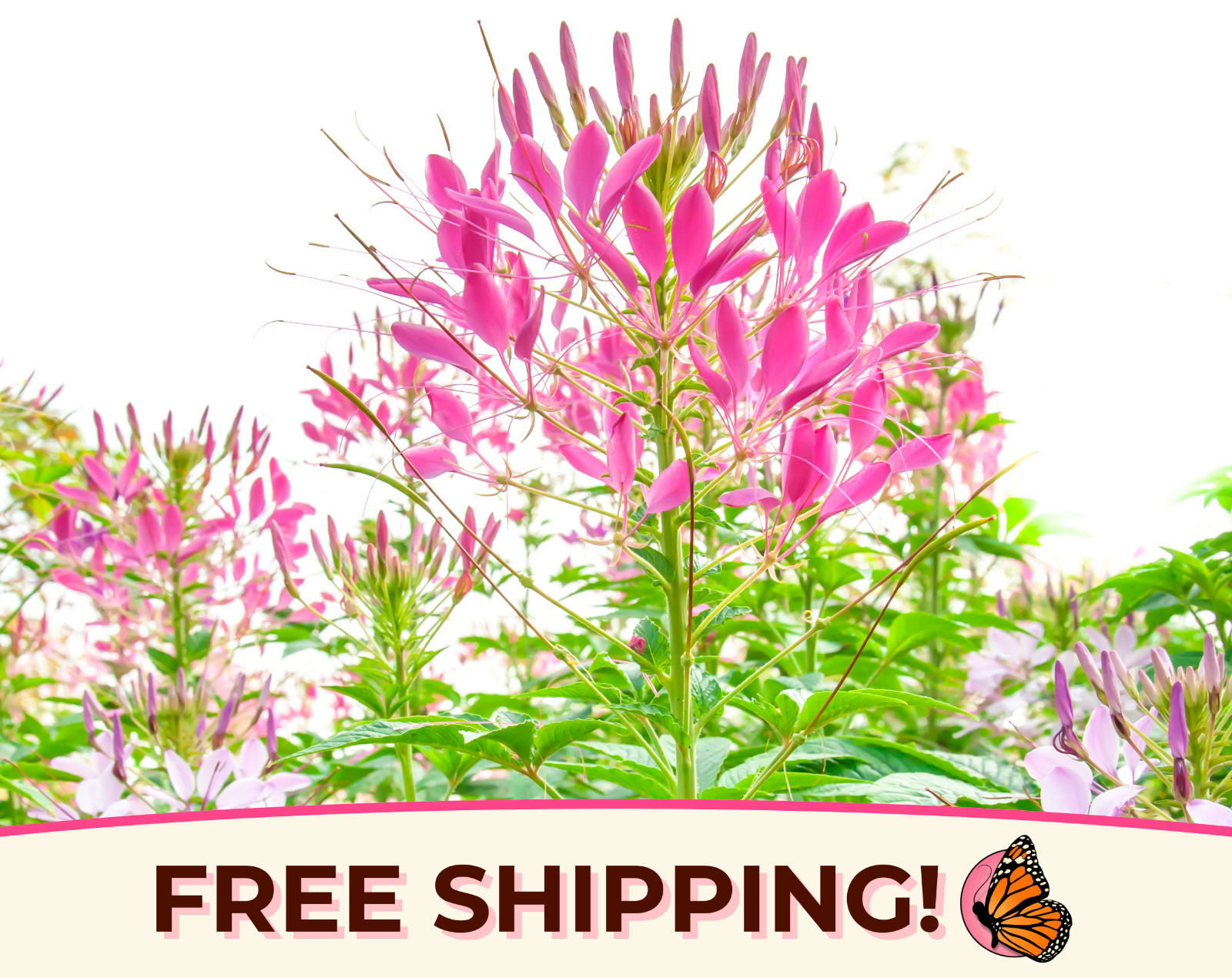 1100+ Spider Plant Seeds | Wildflower Pollinator Gardening, Cleome hassleriana