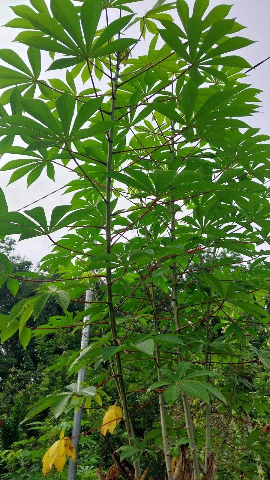 Organic Sweet Red Cassava Yuca Manihot Esculenta/ 5 Cuttings / Yuca Cuttings