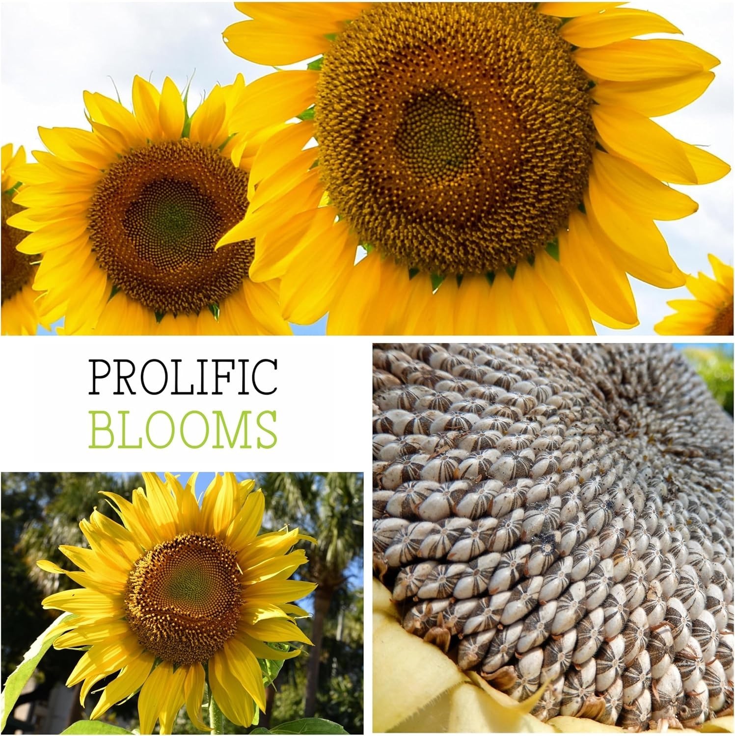 Mammoth Grey Stripe Sunflower Seeds – 50 Heirloom Seeds for a Butterfly Garden
