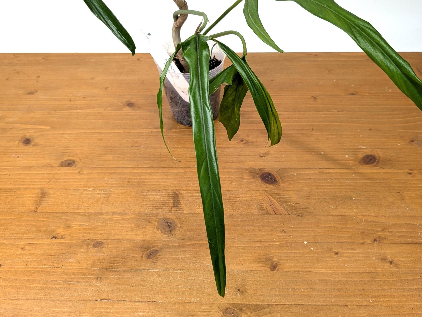 Philodendron Paloraense – Mature