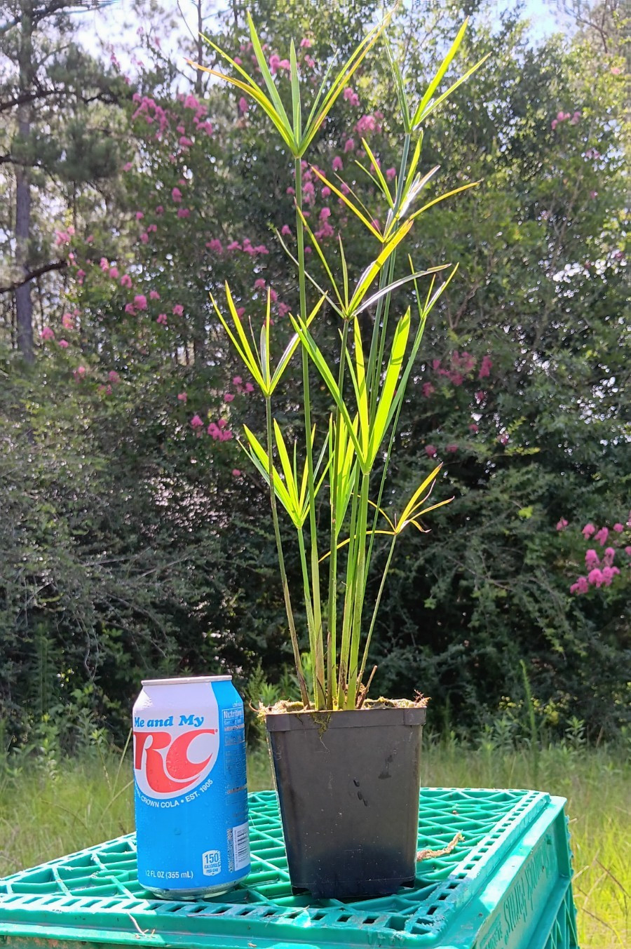 Dwarf Umbrella Palm (Cyperus) – Tropical Marginal / Bog / Pond Plant 4 inch Pot