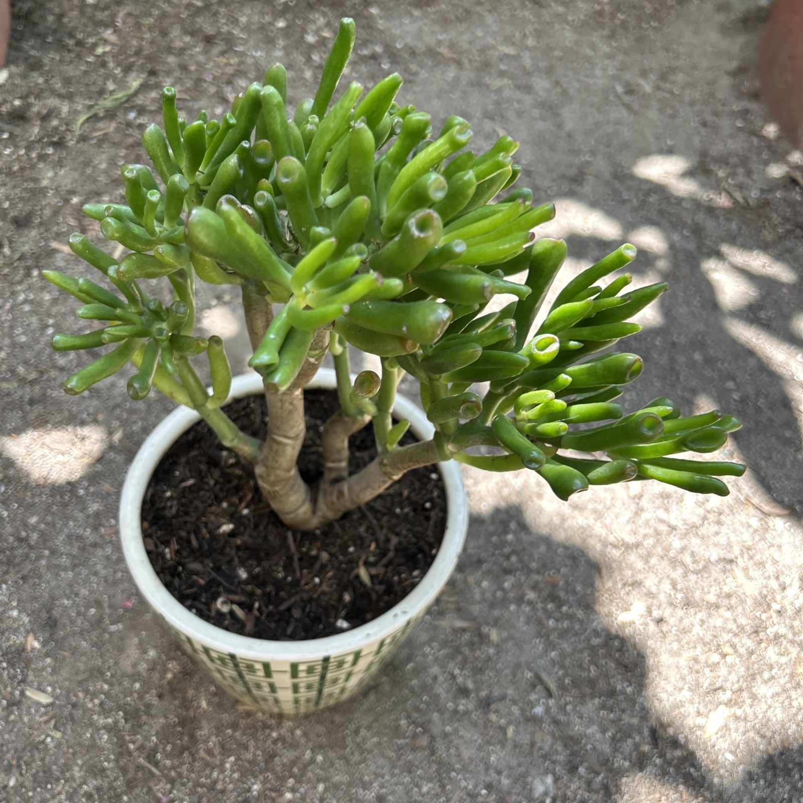 Hobbit Jade plant Crassula Ovata Gollum Jade plant 7” To 8” Tall