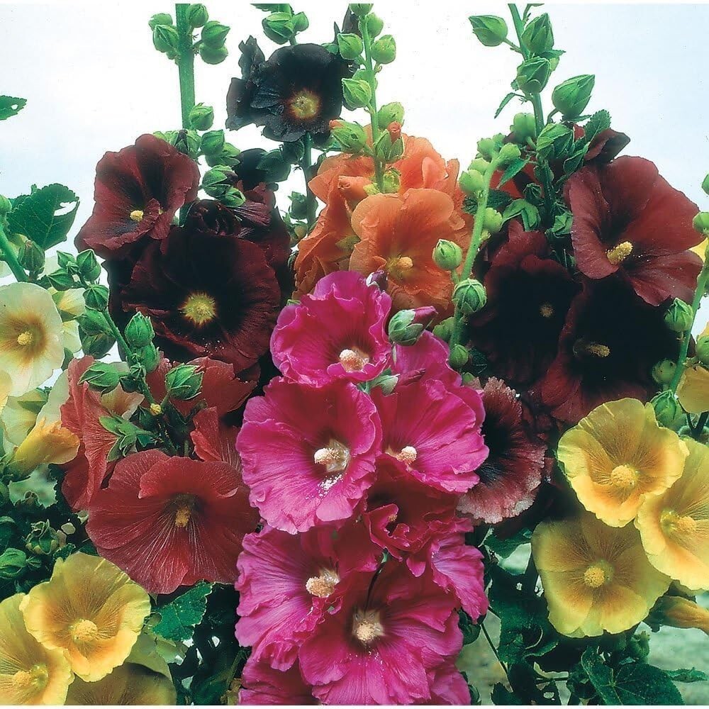 Hollyhock Carnival Blend seeds 15 count~ perennial~pollinator~colorful