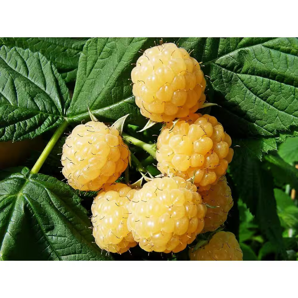 Fall Gold Raspberry Plant-Live Plant in a 2 In. Pot-Rubus-Grow Your Own Fruits-G
