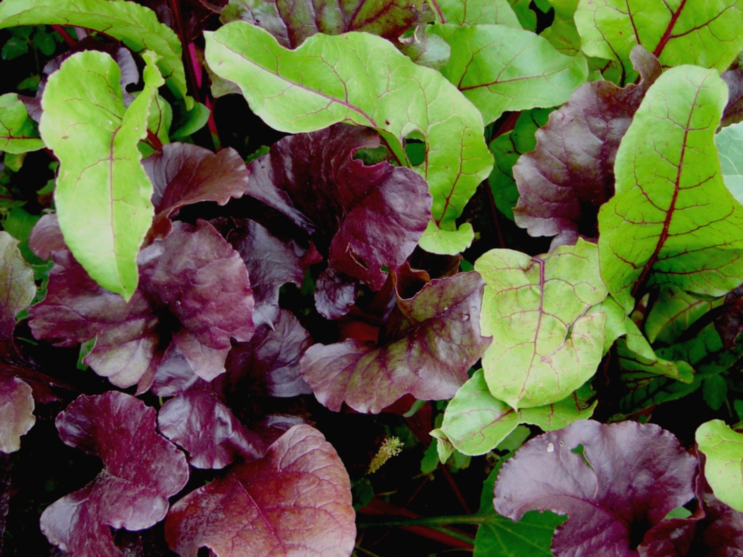 Fall Winter Mix Heirloom Lettuce Seeds Non GMO 500