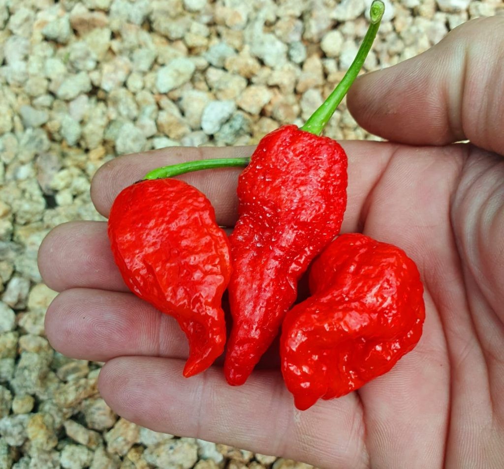 7 Pot Lava Red pepper seeds. 10 Seeds per order Free Shipping!