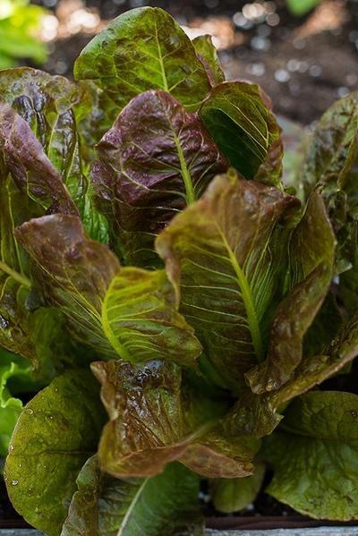 1000+ Marvel of Four Seasons Lettuce Seeds, OLD FRENCH FAVORITE HEIRLOOM,NON-GMO