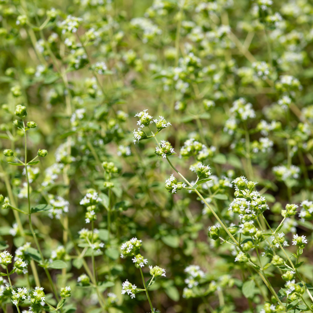 Fresh Sweet Marjoram Seeds | Cooking | Gardening | Heirloom Non-GMO | Herb Seeds