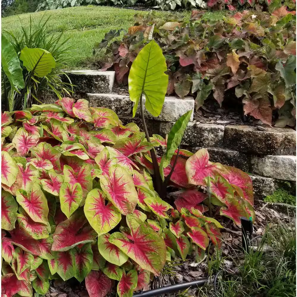 Heart to Heart Lemon Blush Caladium Live Plant, 4.5 In. Quart