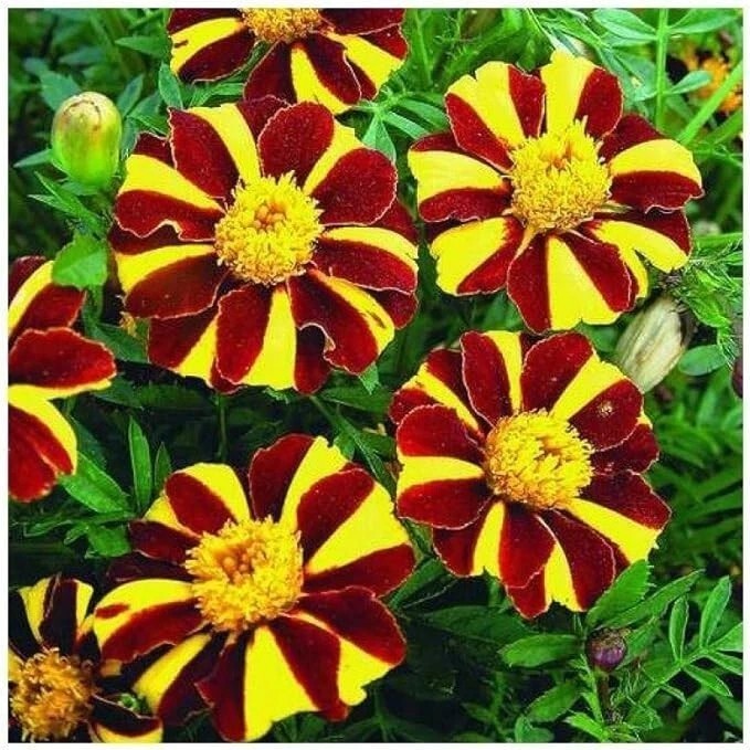 500 French Marigold Court Jester GMO 500 Seeds
