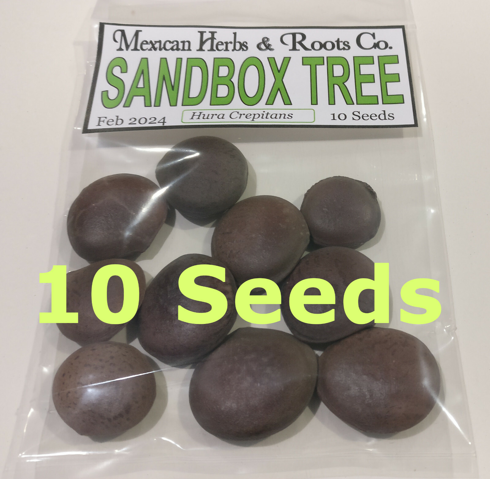 sandbox tree 10 seeds (Hura crepitans, possumwood, jabillo )