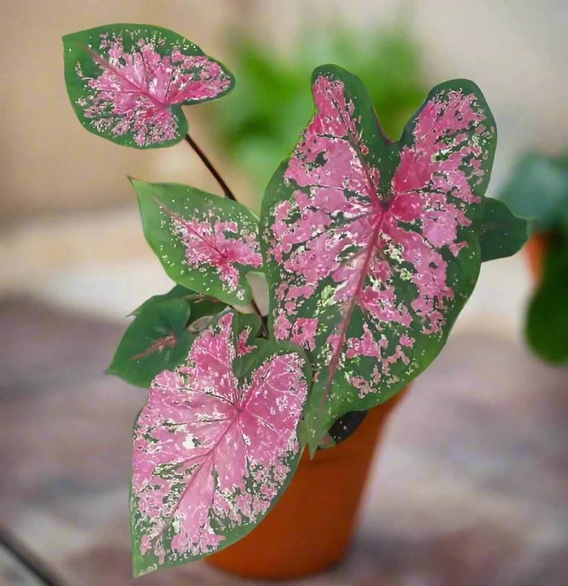 5 Fancy-Leaf CALADIUM Bulbs~FIRE CHIEF~Green,Pink & White Speckles~FREE SHIPPING