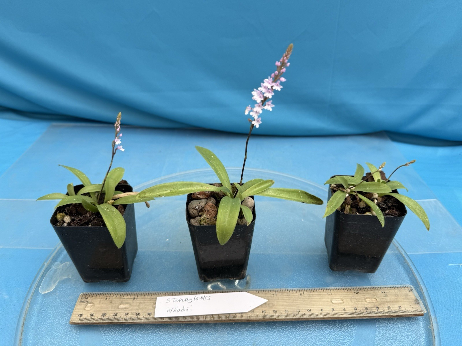 Stenoglottis woodii BS Pink Purple Orchid Species 2″ Pot NEW GROWTH + SPIKE