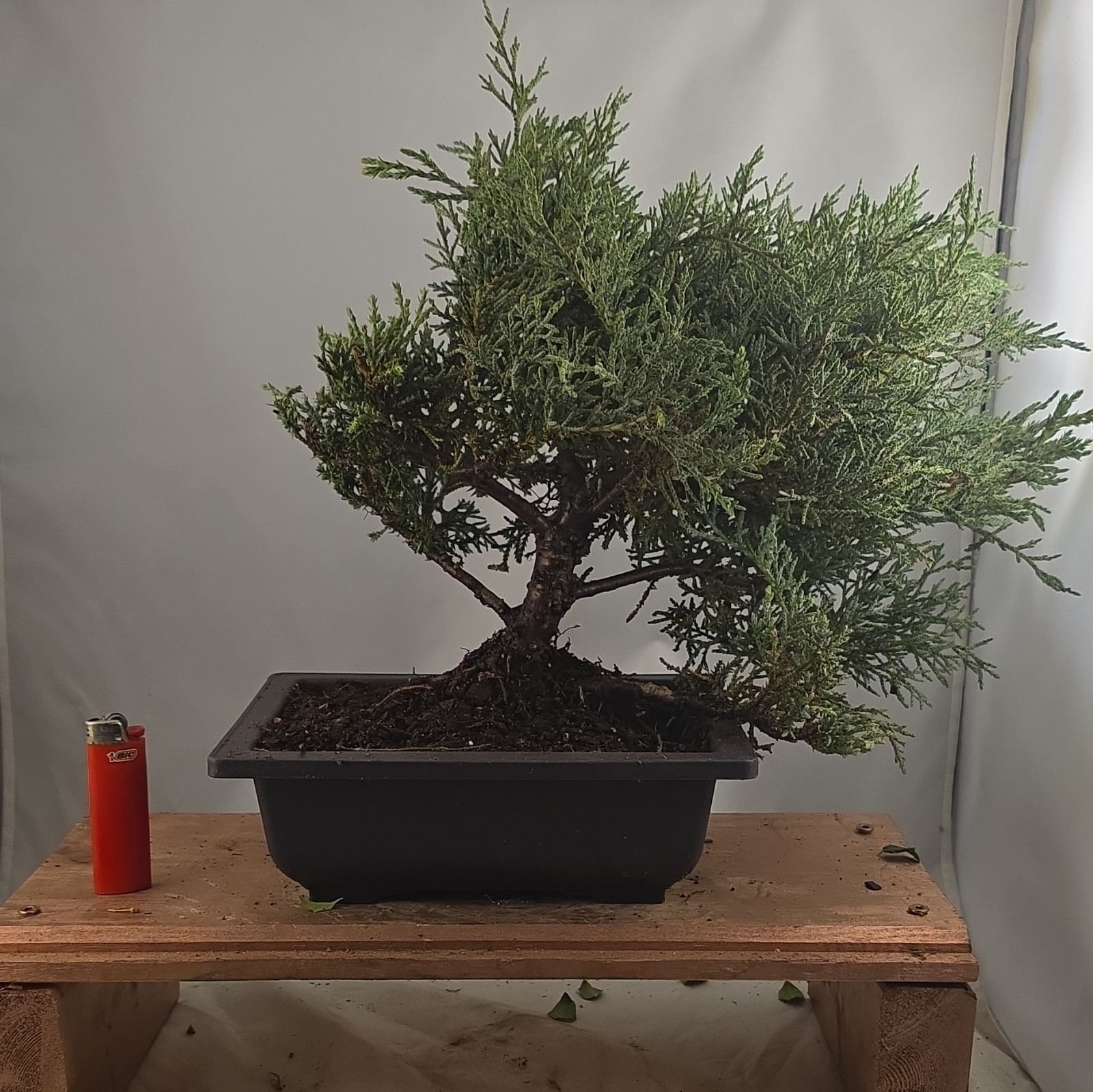 Angelica Blue Juniper Pre-Bonsai Live w/ Training Pot, Outdoor