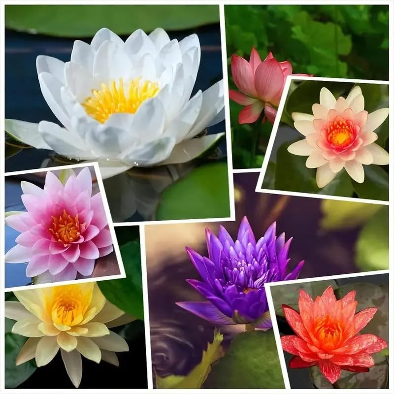 160 Mixed Color Bowl Lotus Seeds EasyGrow NonGMO Water Lily for Ponds/Indoor.