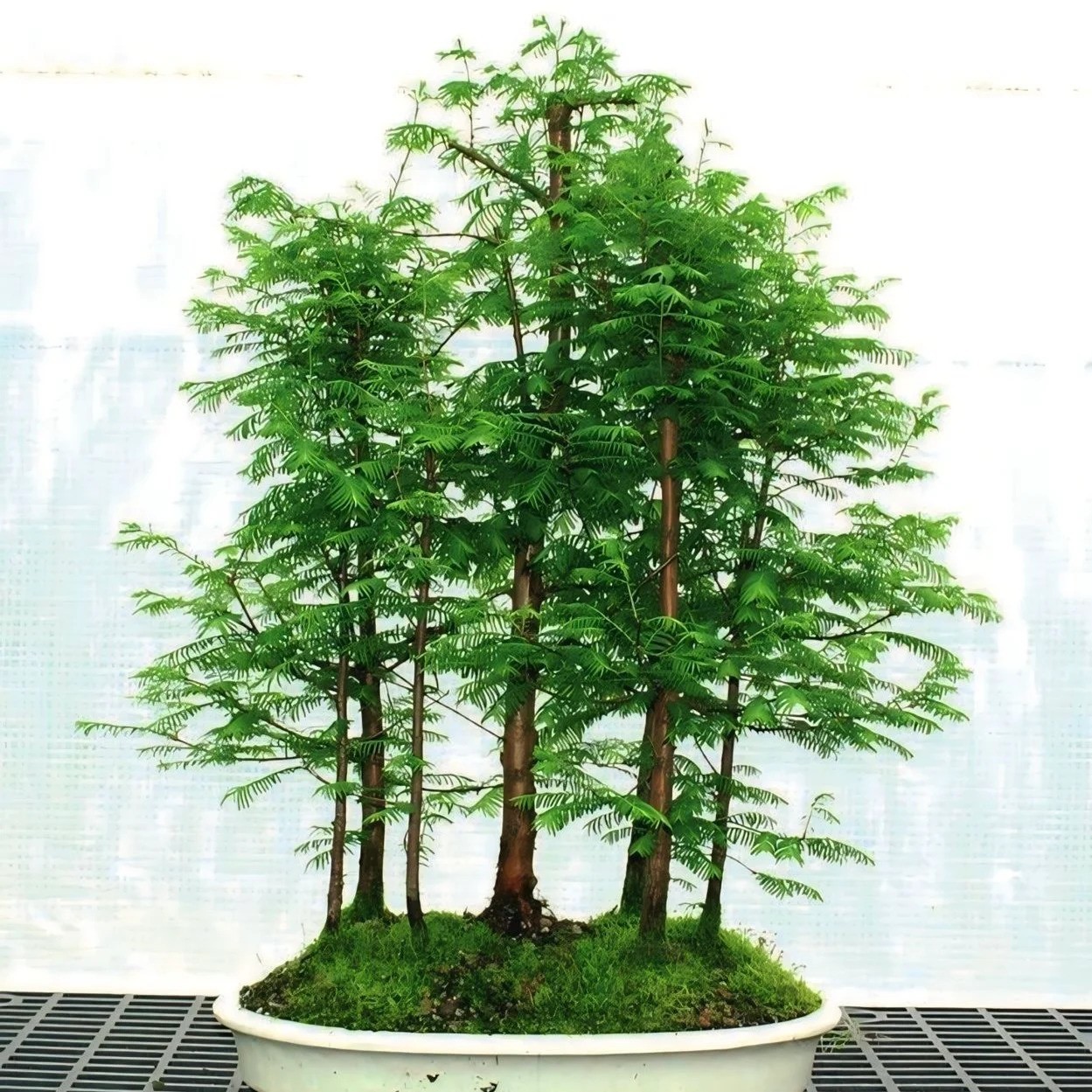 Dawn Redwood Seeds 50 Fresh Harvested 2025 – Fast Growing Metasequoia glyptostr