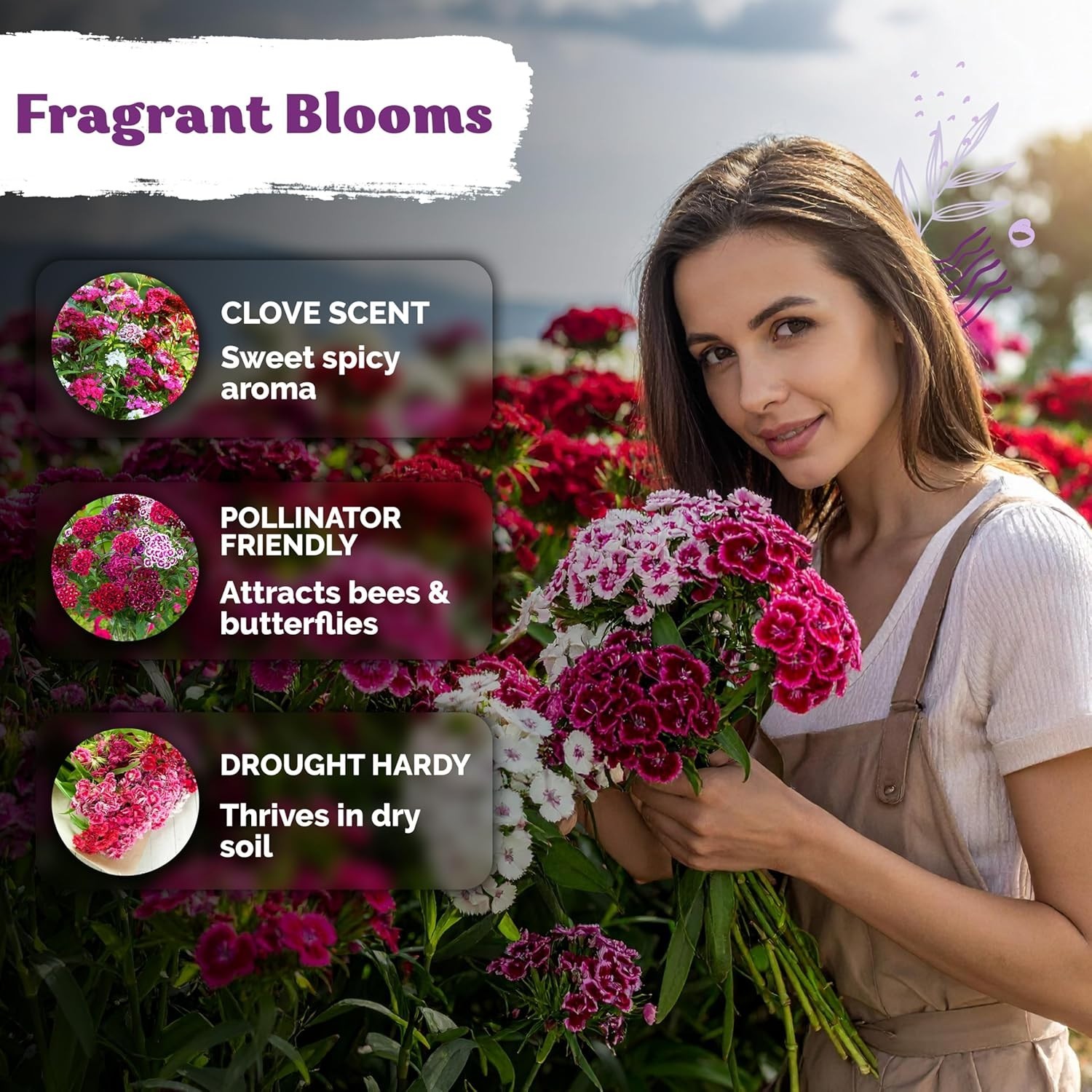5000 Sweet William Seeds – Dianthus barbatus, Heirloom, Perennial