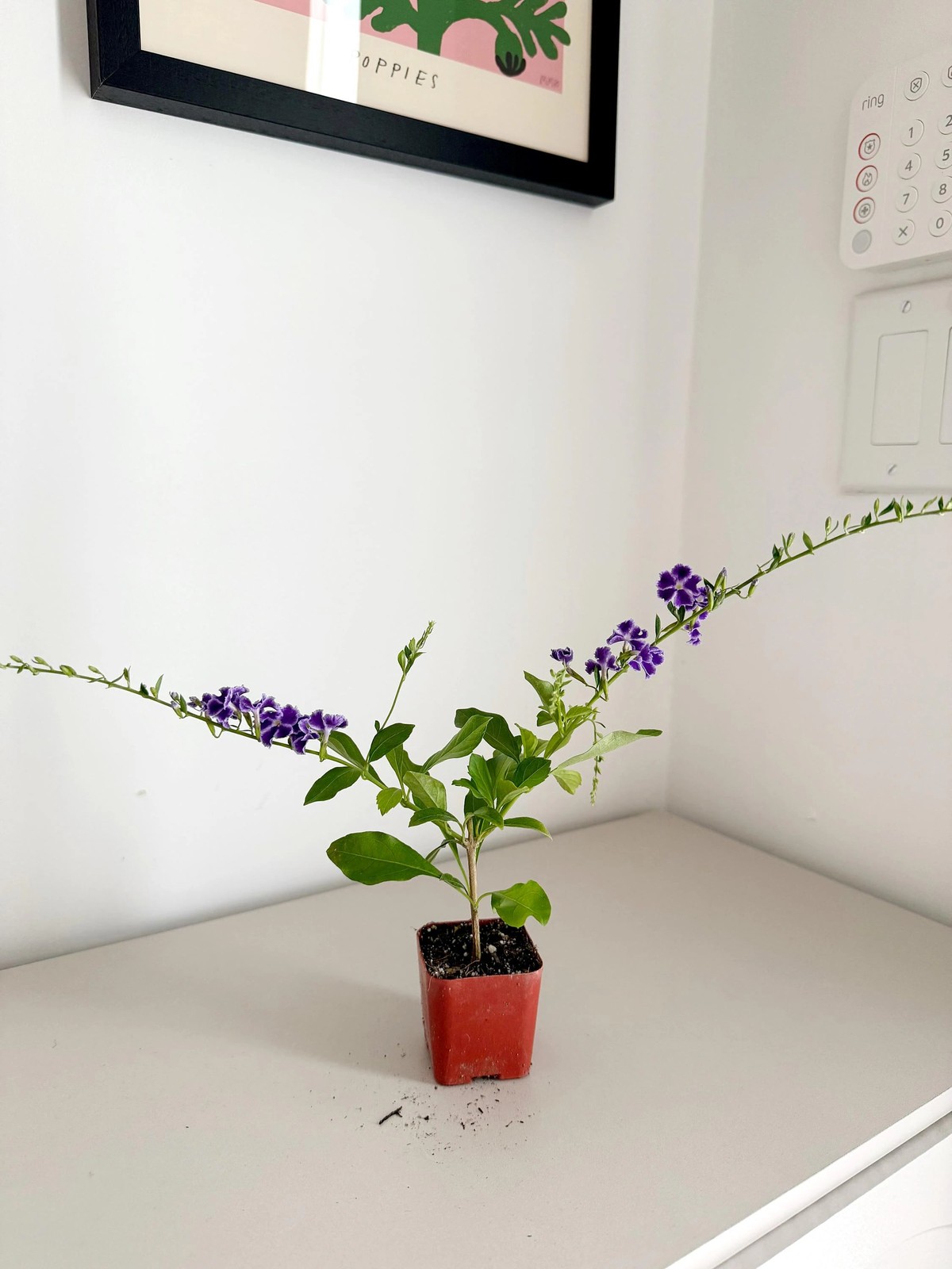 Blue Flower Sapphire Showers Duranta Repens – Shrub for Garden