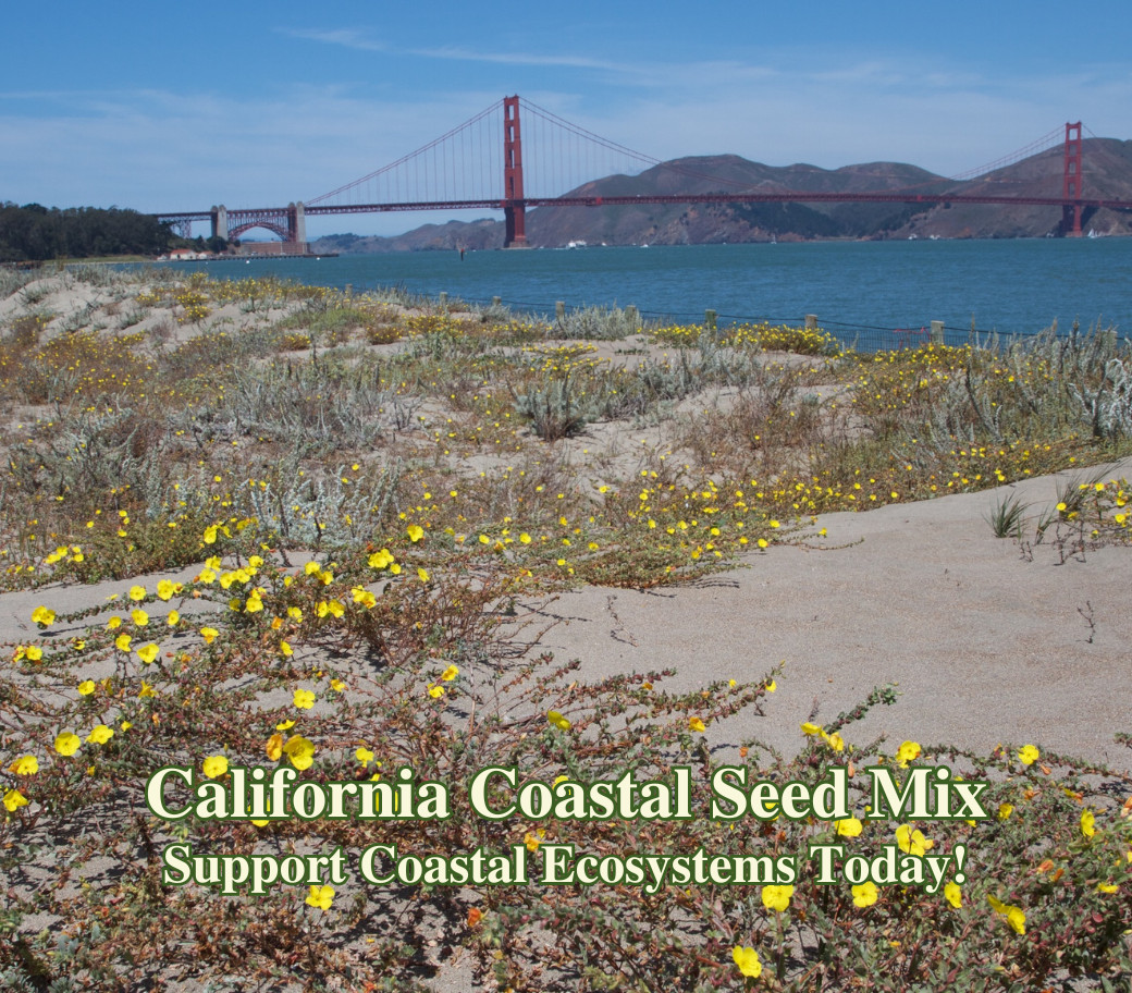 California Coastal Wildflower Seed Mix for Native Seaside Pollinator Gardens