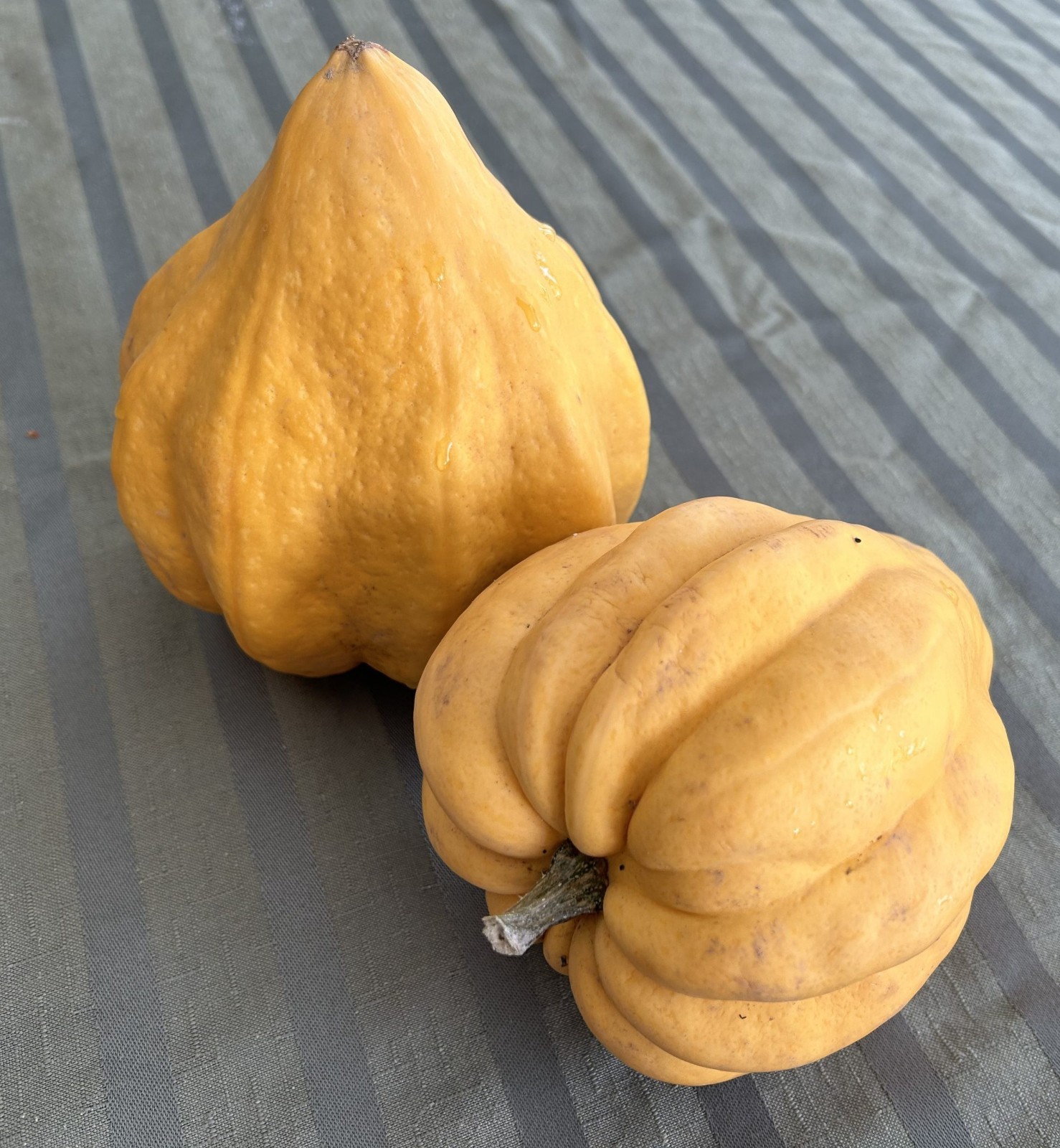 Thelma Saunders Acorn Winter Squash Seeds, NON-GMO, Potato Squash, FREE SHIPPING