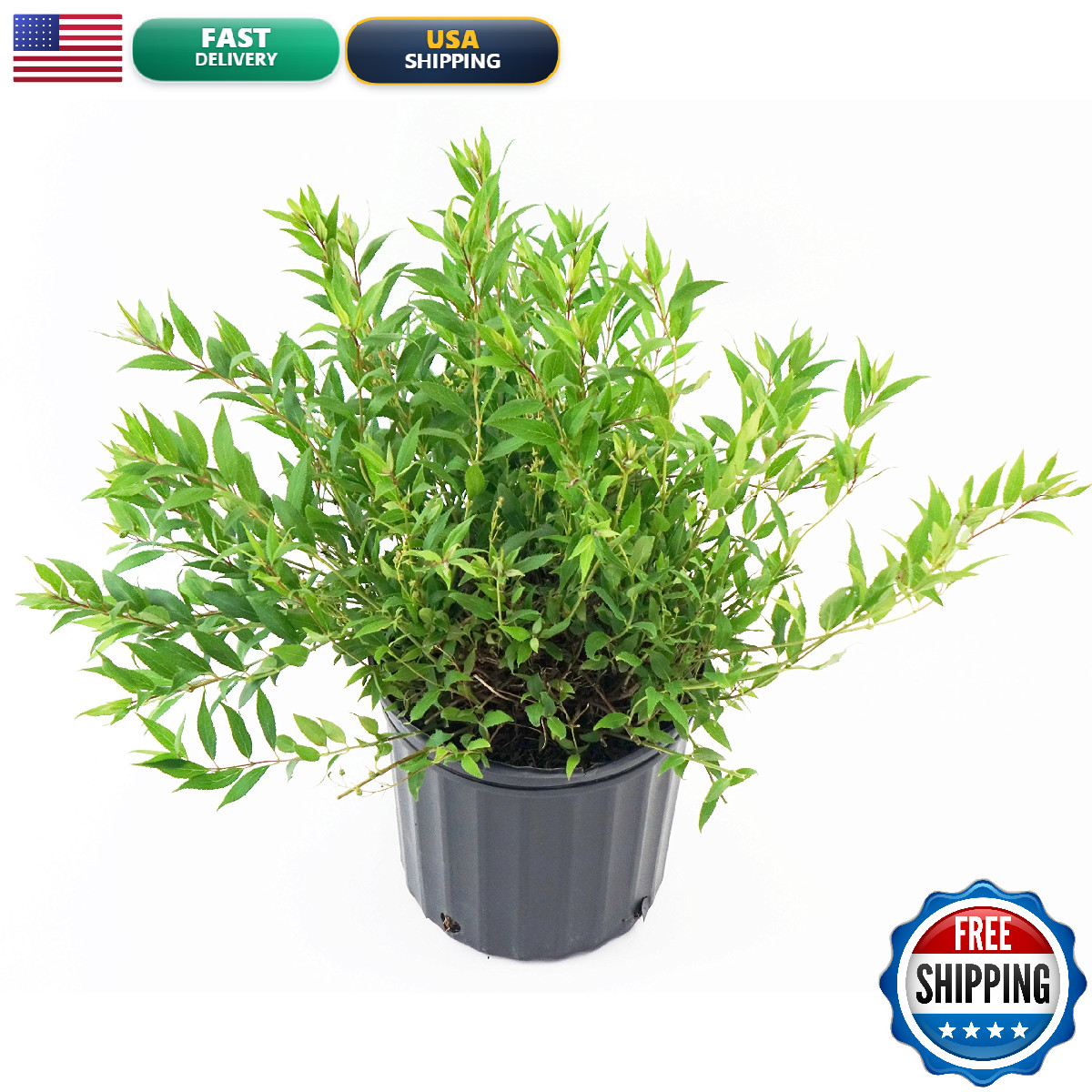 Green Promise Farms Deutzia Gracilis Nikko Nikko Deutzia Shrub White Flowers 2