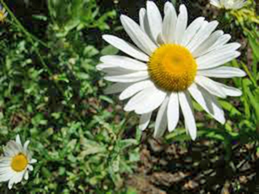 Shasta Daisy 100+ Seeds Beautiful Bright White/Yellow Flower