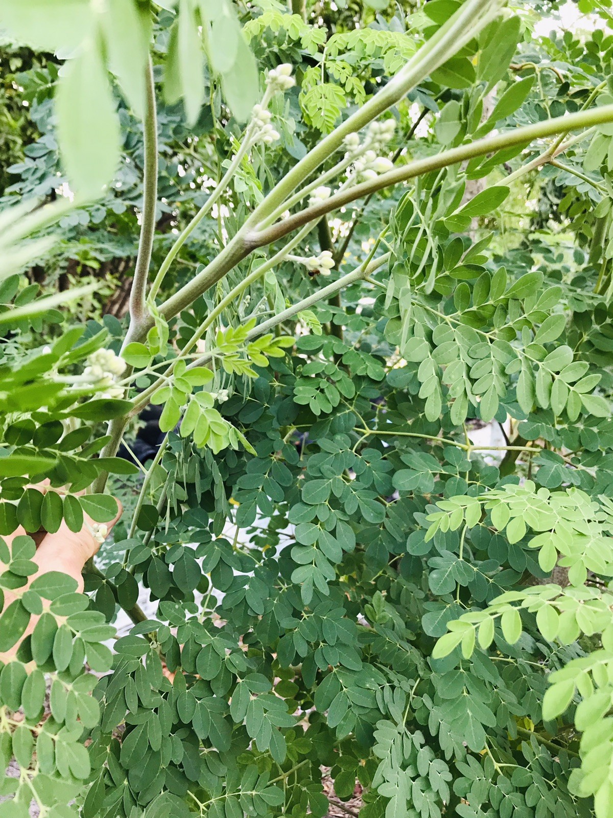 Moringa Oleifera Miracle Tree Life Plant Organic 10-12 ” In 4” Pots 3 month grow