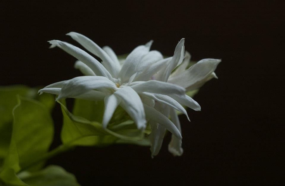 Live Belle of India Jasmine Plant – 6″ Pot – No Shipping to HI, PR, AK, CA