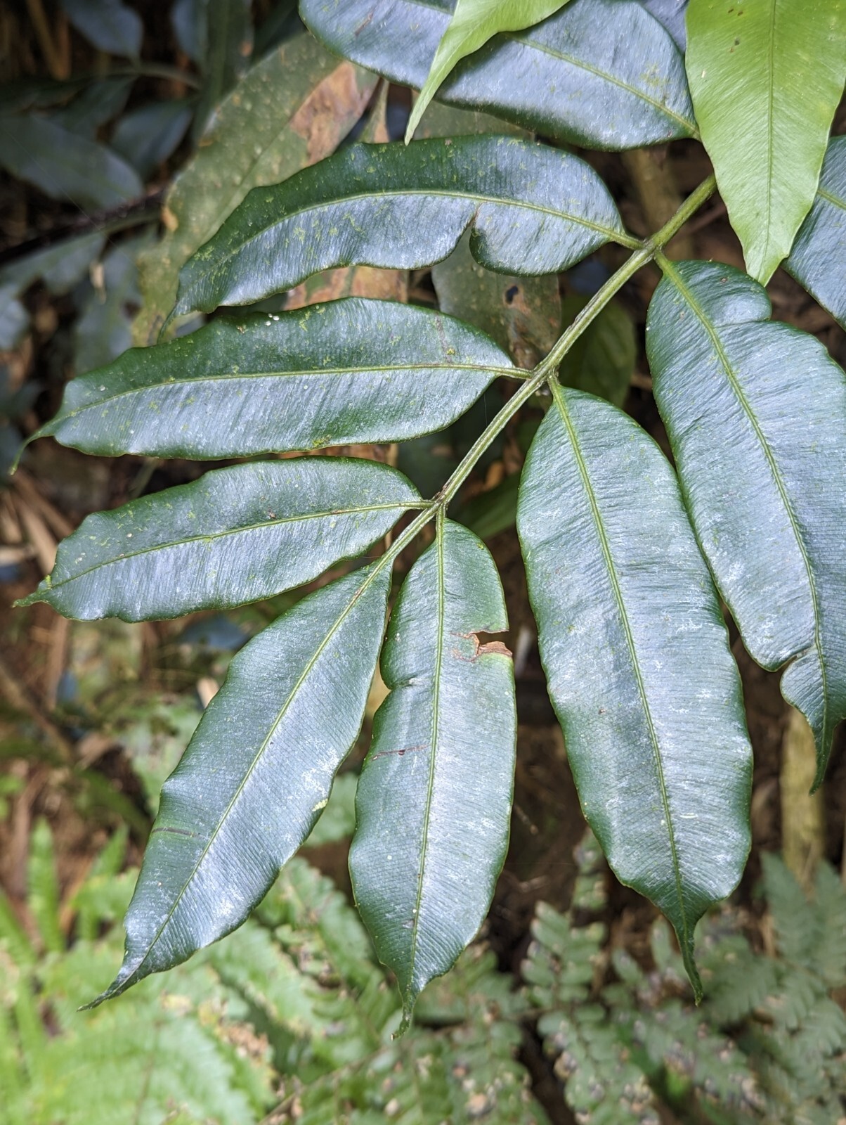 x2 EX Rare : LIVE : Danaea Nodosa Fern 4 inch Exotic Unique Big Grower rainfores