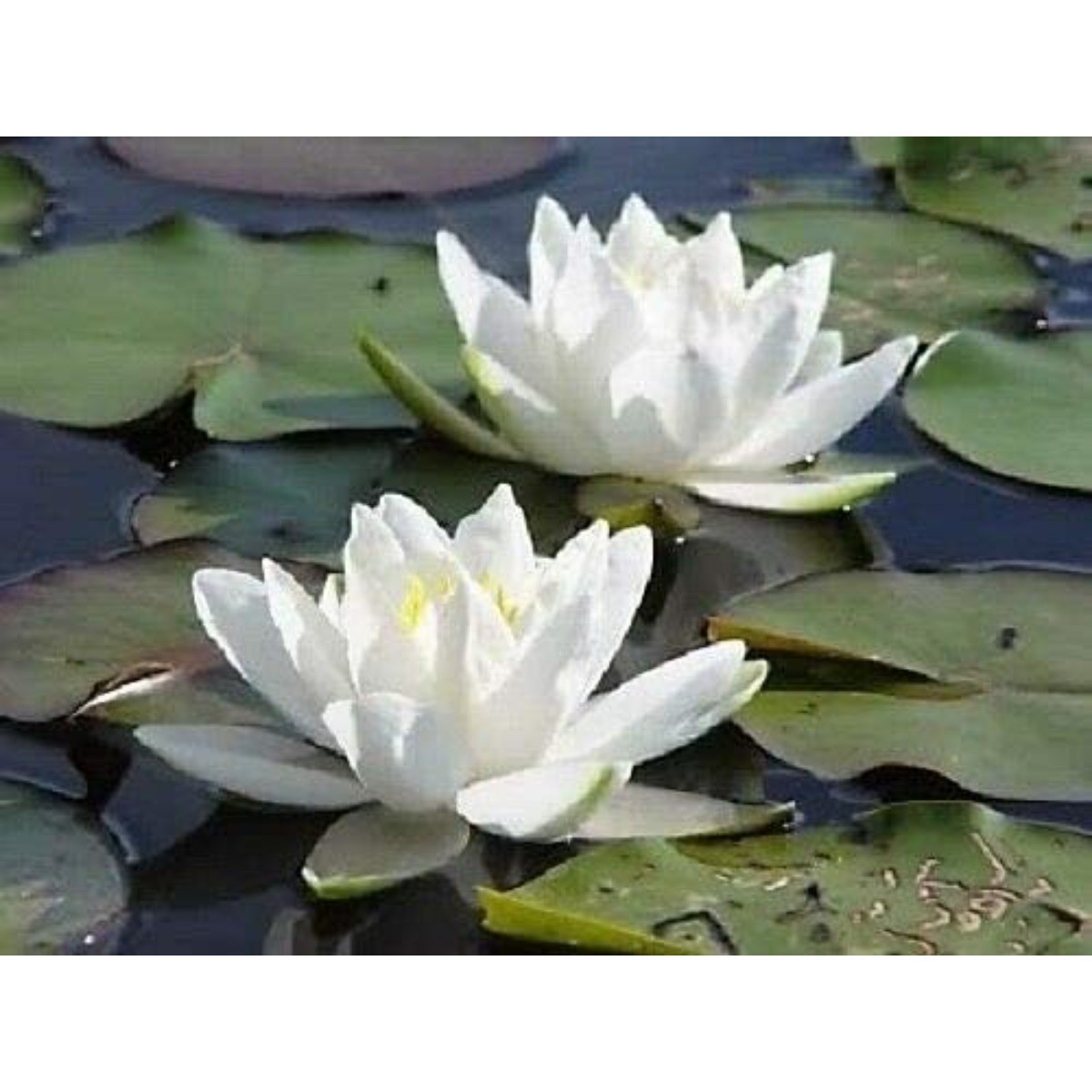 10 White Lotus Seeds Nelumbo Nucifera Easy-to-Grow for Ponds Tubs&Aquatic Garden