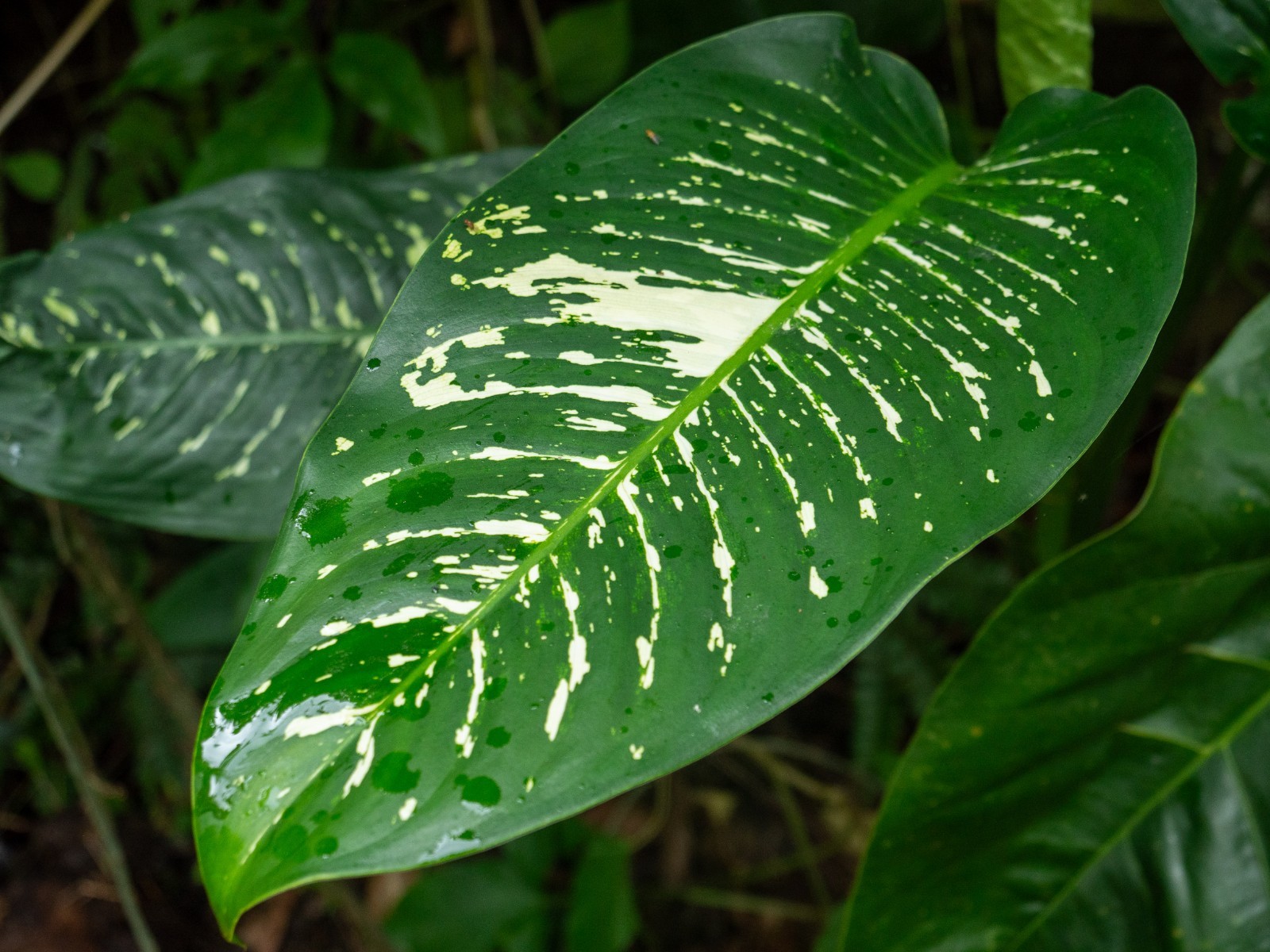 5 Dieffenbachia Dumb Cane Variegated Broadleaf Tropical Houseplant Cuttings