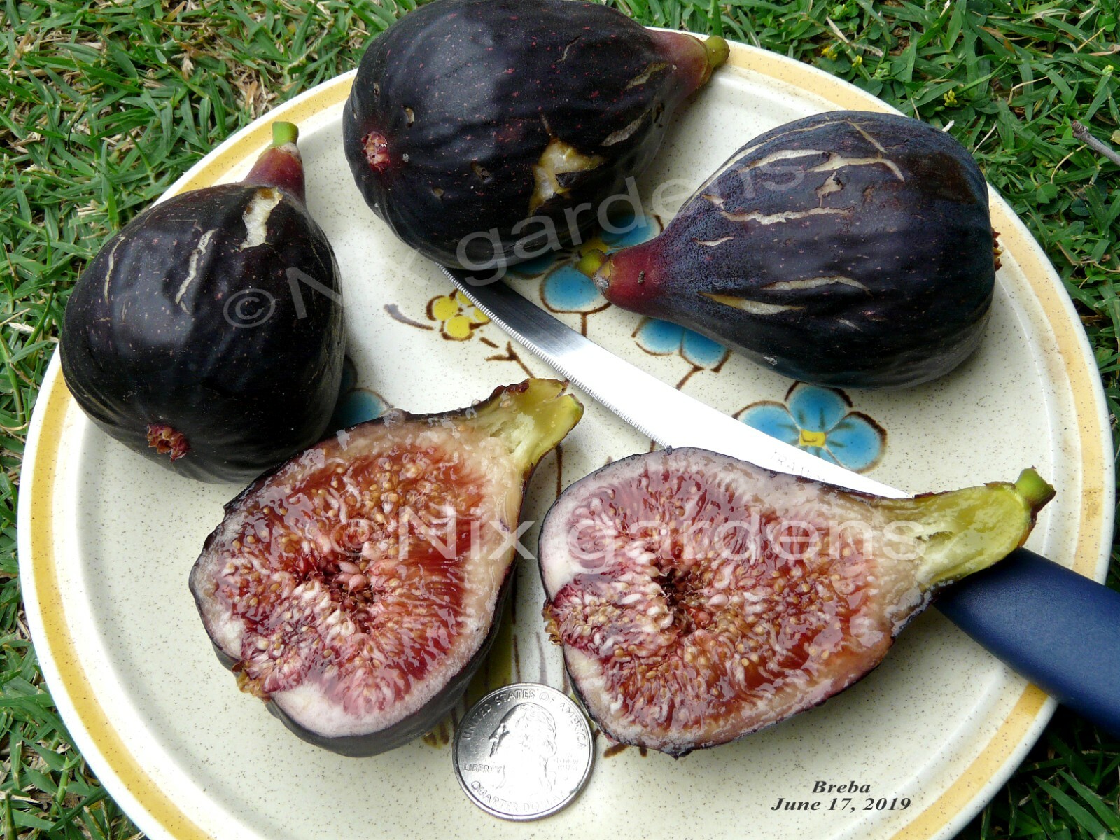 “LEBANESE BLACK/PURPLE” HEIRLOOM FIG TREE (2) Cuttings – Vigorous & Prolific
