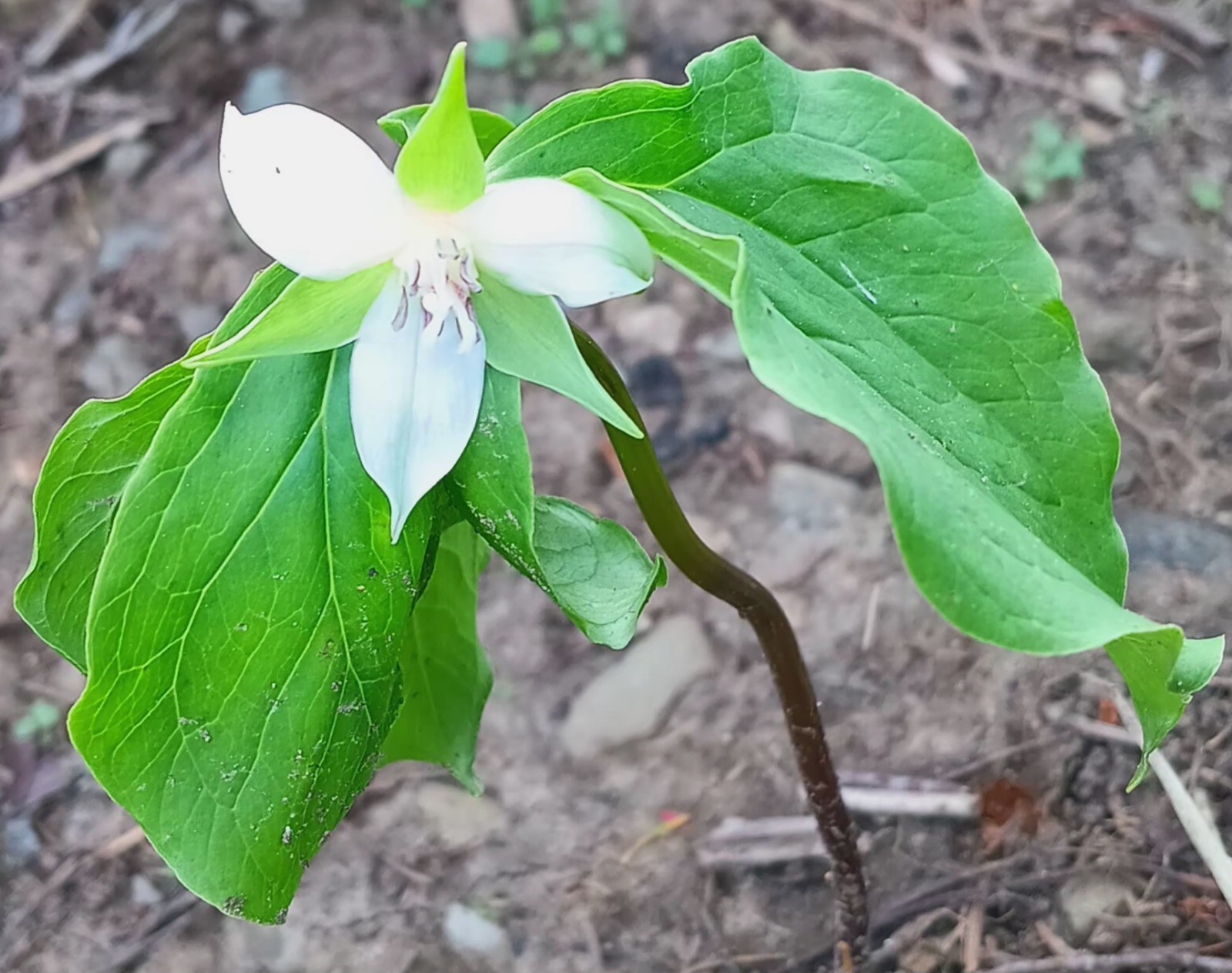 Nodding Trillium 5 bloom size rhizomes native