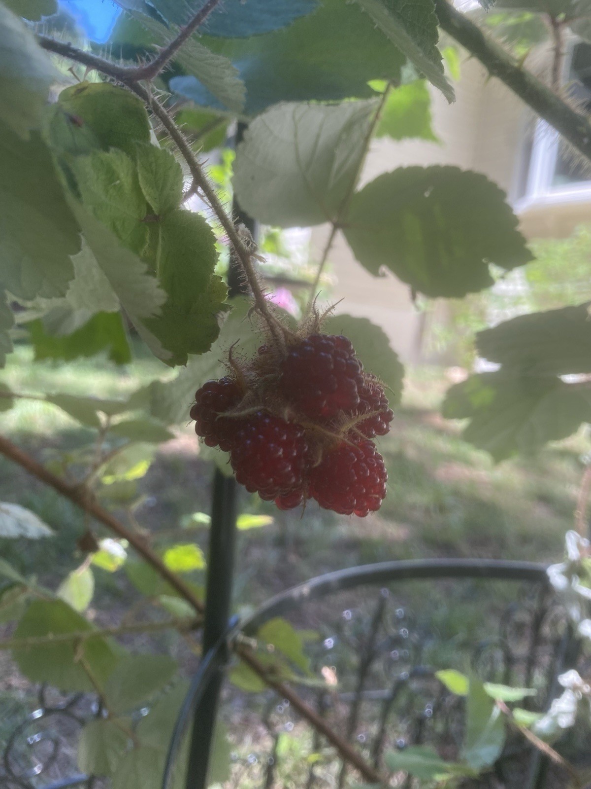 Raspberry Plant In 4” Pot