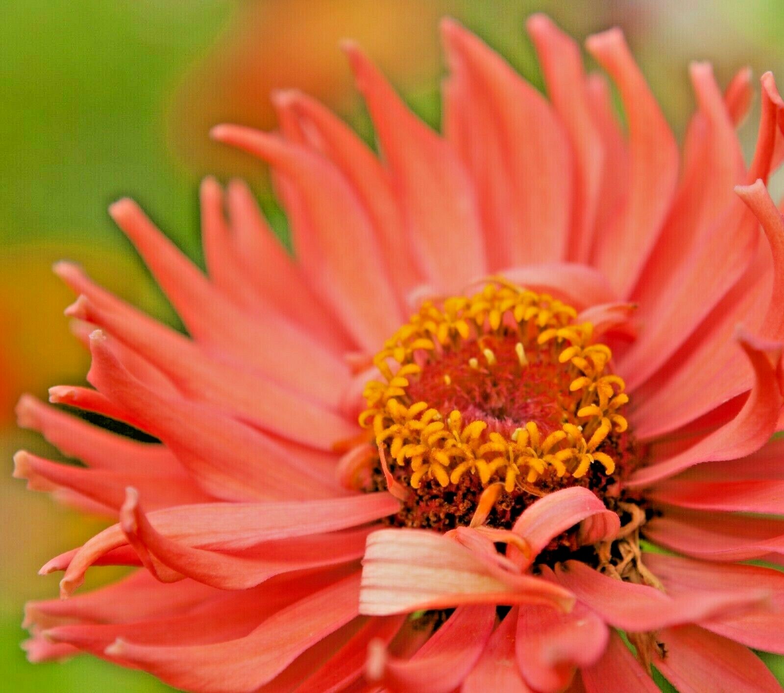 301+GIANT CACTUS ZINNIA MIX Seeds Summer Flowering Annual Cut Flowers Fast Easy