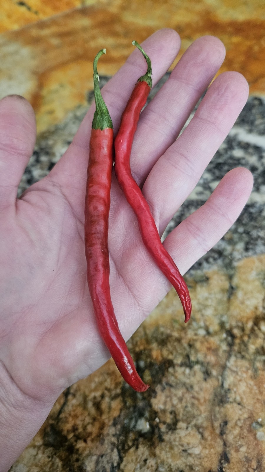 Hot Cayenne Pepper Seeds (30) | Heirloom & Non-GMO | ORGANIC