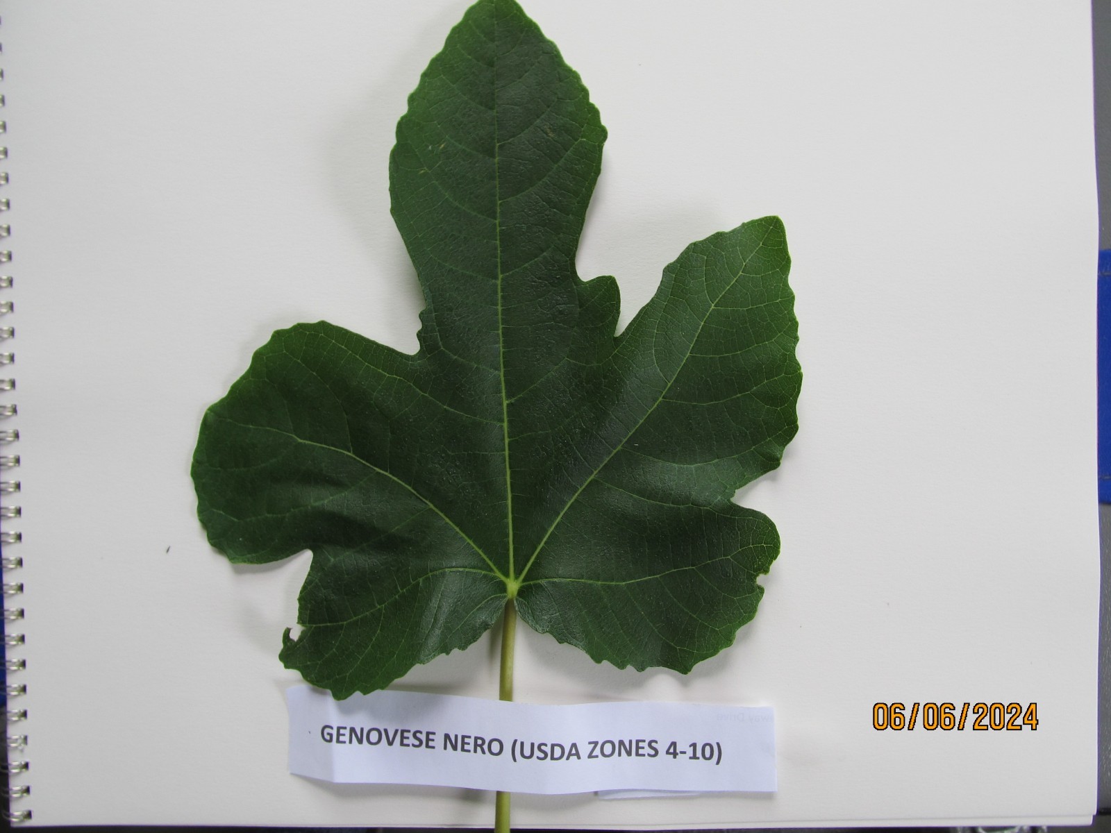 Genovese Nero fig tree 30″ tall, super rooted & ready to pot or put in ground #6