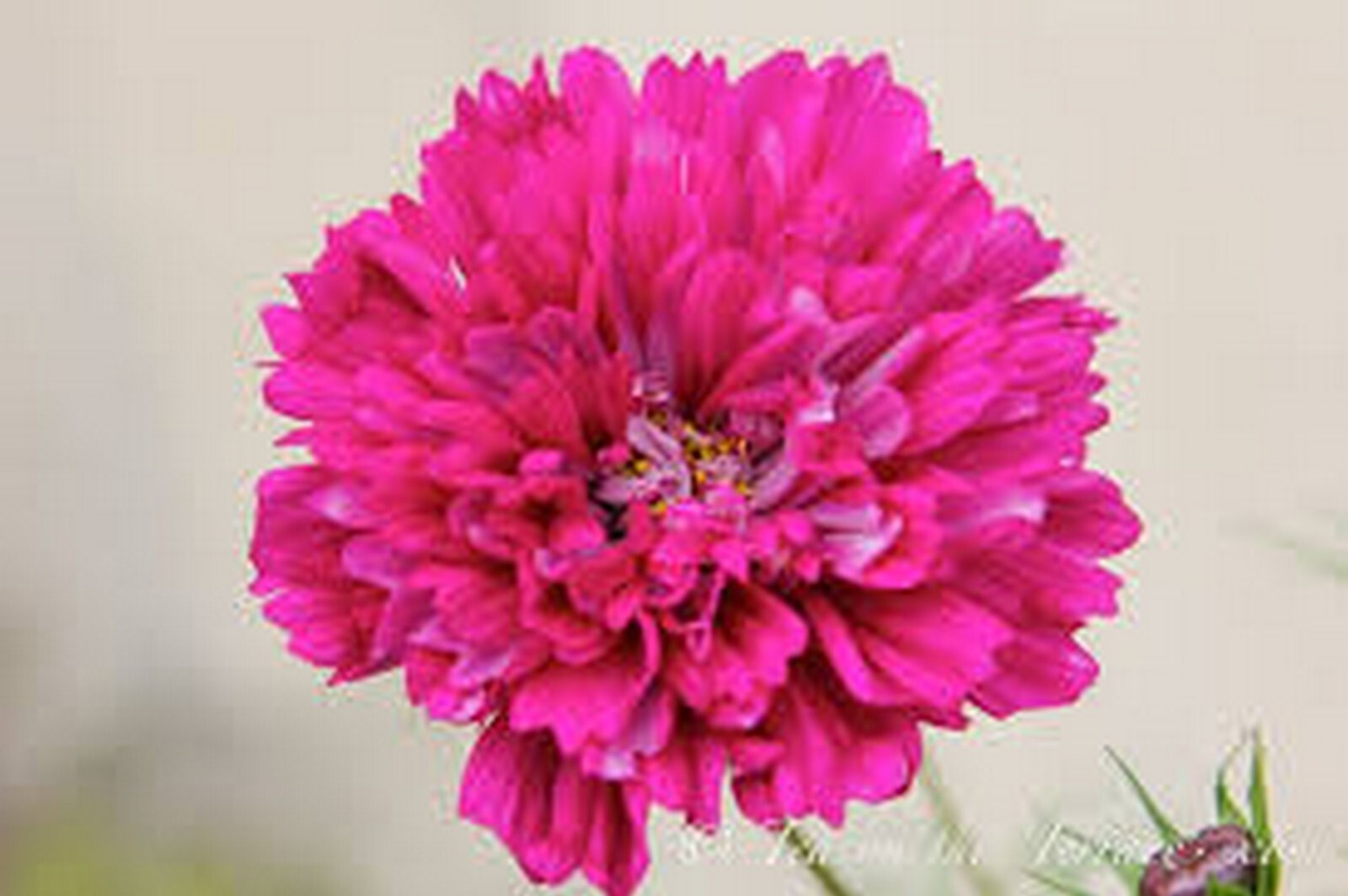Cosmos Cranberries Double click – 25 Seeds – Frazzled Petals – C. bipinnatus