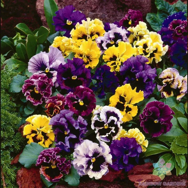 200+ Rococo Mix Pansy (Viola) Seeds for Garden Planting – USA – FREE SHIPPING!