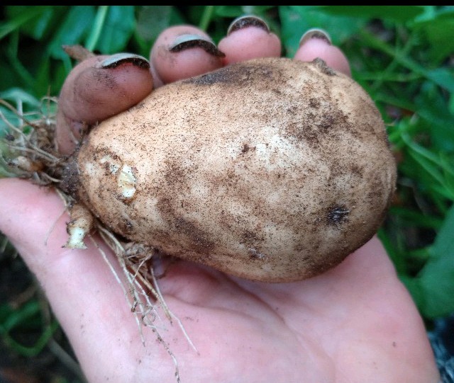 Sweet Potato slips, White (O’Henry variety) Heirloom 10 slips Well Rooted